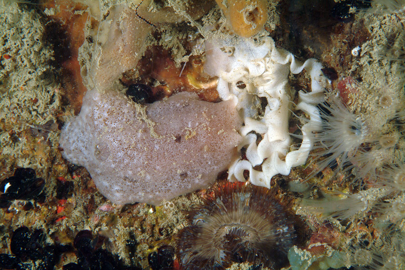 Jorunna tomentosa